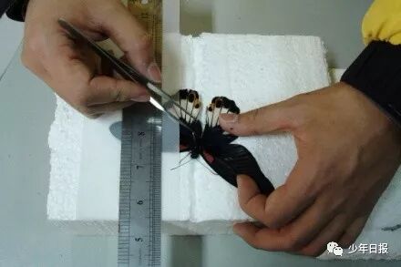 蝴蝶标本制作方法步骤图_蝴蝶标本的制作方法_蝴蝶标本制作方法文字