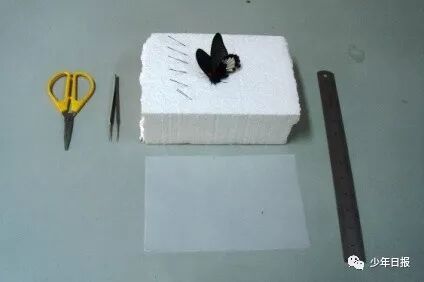 蝴蝶标本的制作方法_蝴蝶标本制作方法文字_蝴蝶标本制作方法步骤图