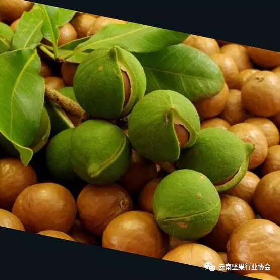 2018年第八届国际澳洲坚果大会