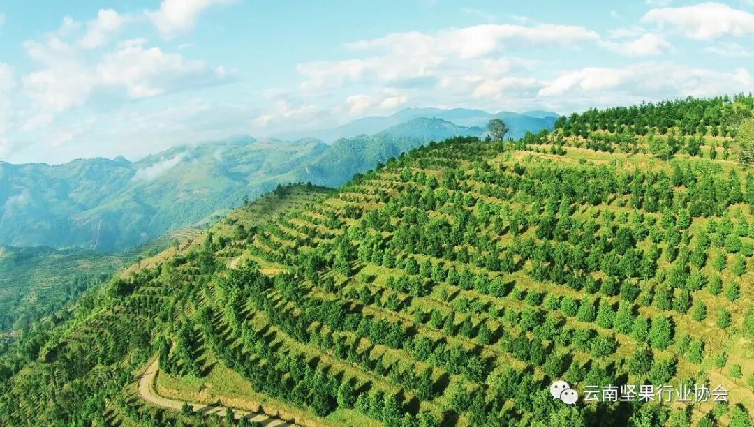 2018年第八届国际澳洲坚果大会