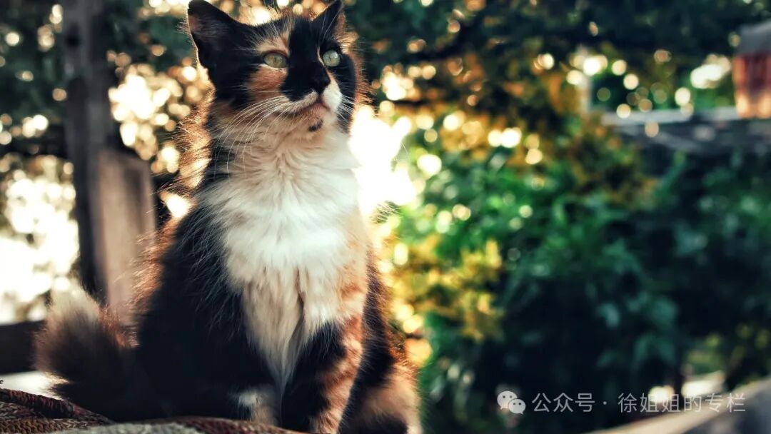 猫咪闹春最快解决方法
