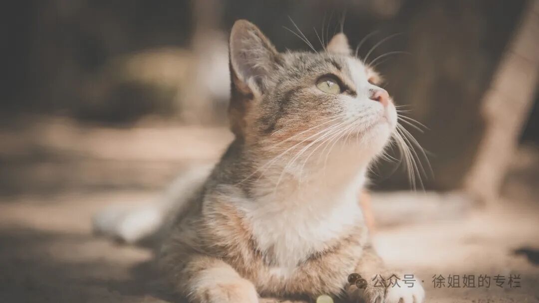 猫咪闹春最快解决方法