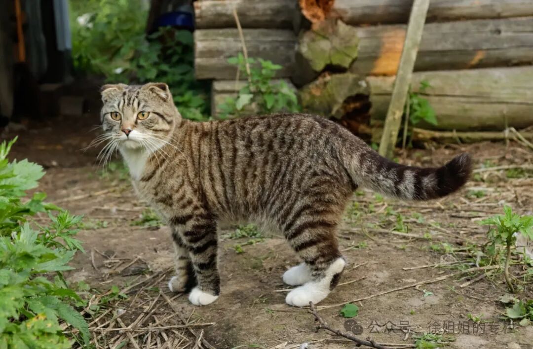 猫咪闹春最快解决方法