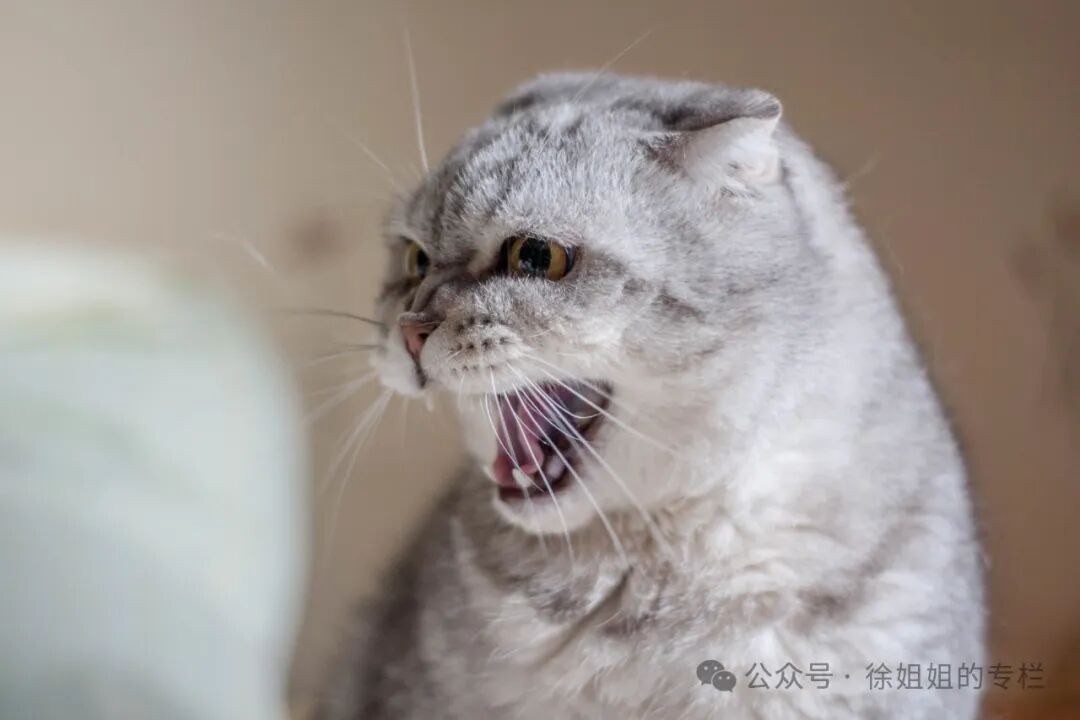 春天猫咪叫春扰人？三招快速搞定，还你清净生活