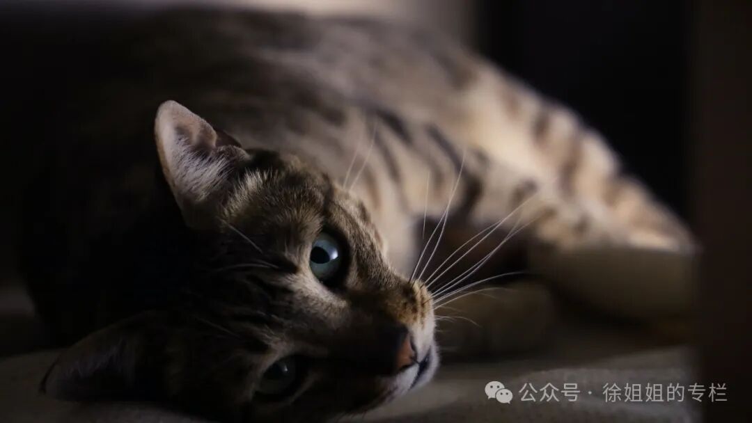 猫咪闹春最快解决方法