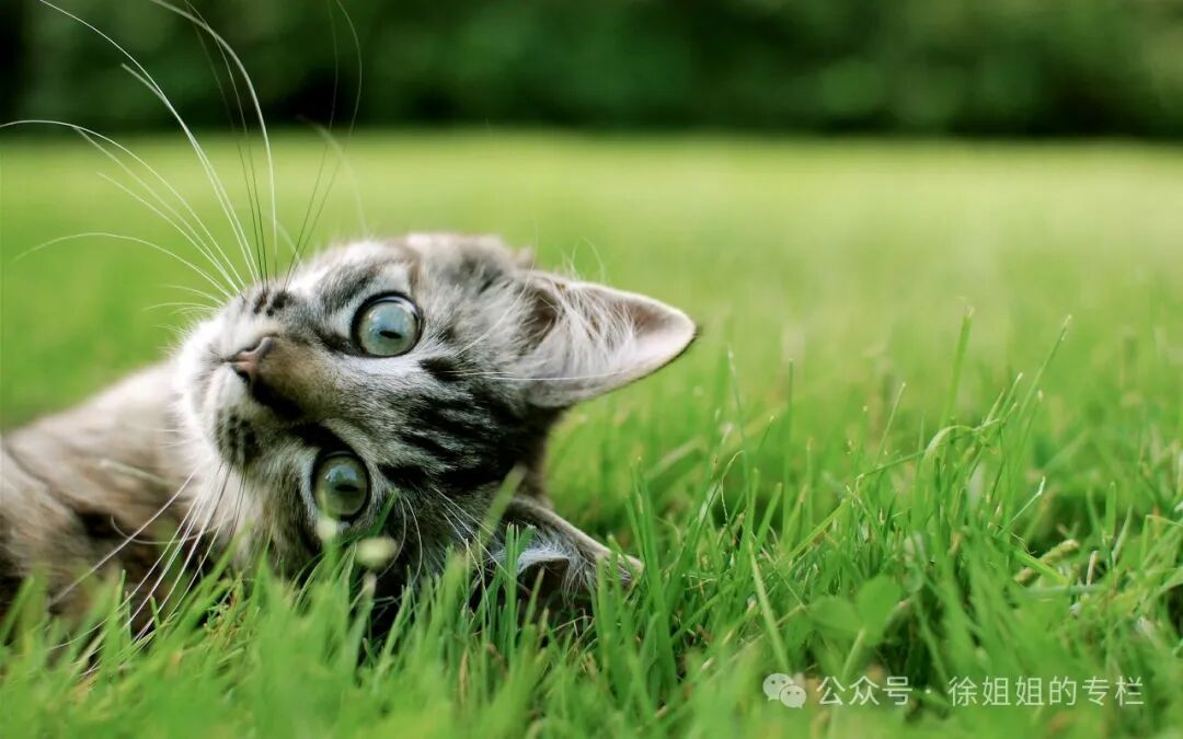 猫咪闹春最快解决方法