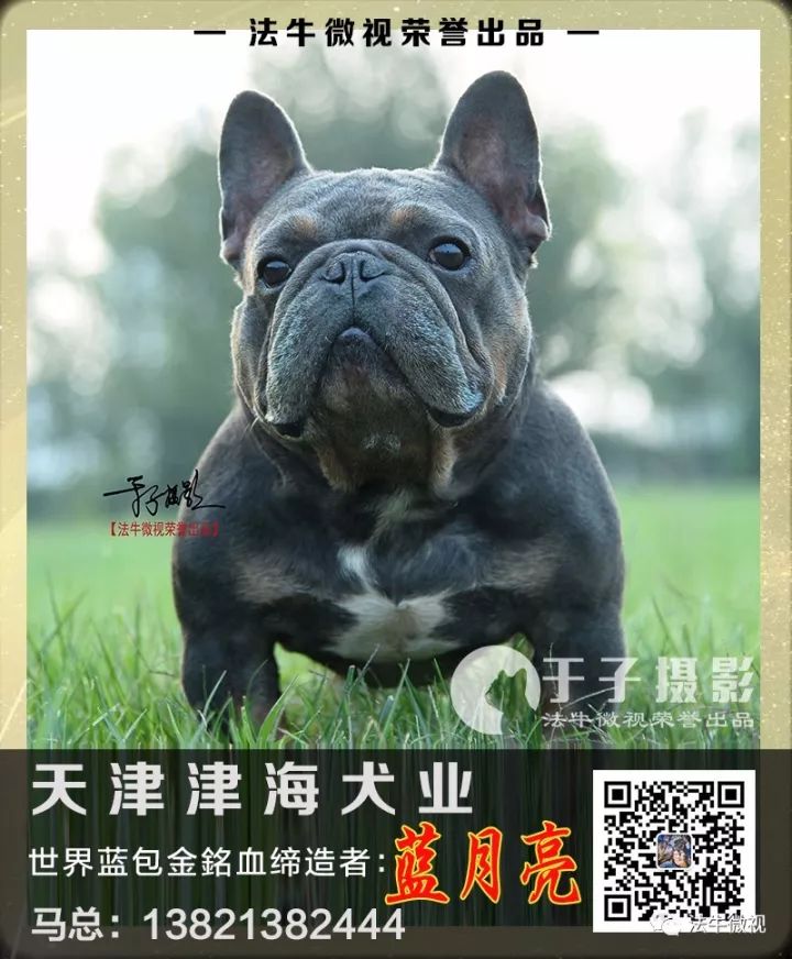 法牛微视 至尊铭血 天津津海犬业 蓝月亮 Blue Moon 世界蓝包金铭血的缔造者 法牛微视 微信公众号文章阅读
