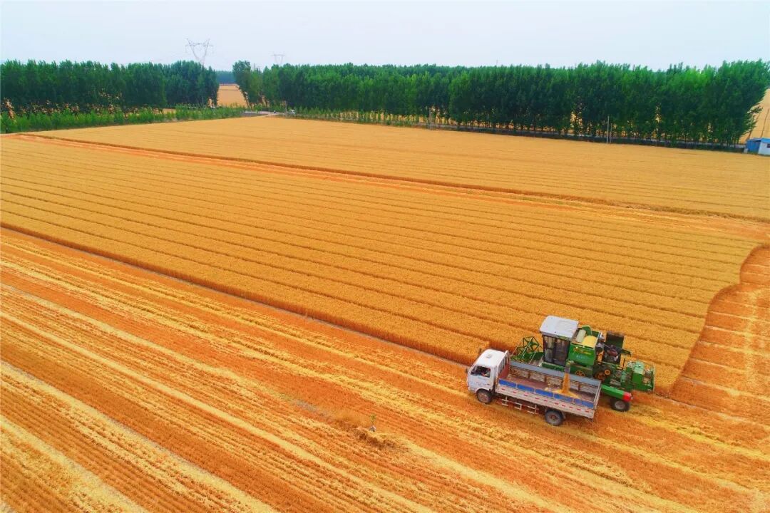 【小麦开镰】风吹麦浪 丰收在望-农业技术-数字乡村网-数字化平台助力
