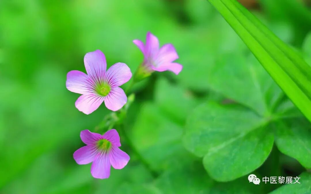 失眠病案，小柴胡汤建奇效。