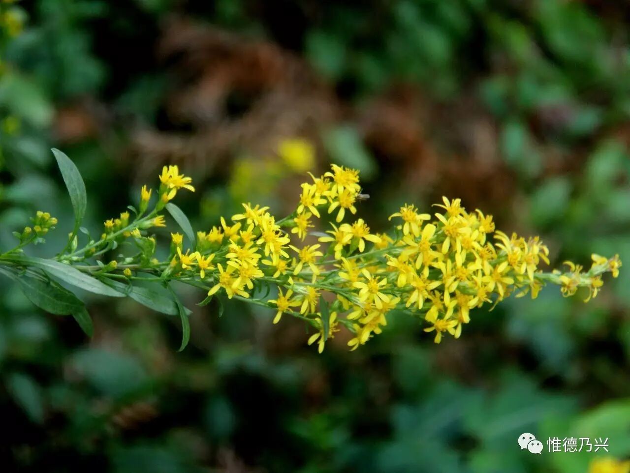 如三白草,三叶青,三脉紫菀,三颗针,三枝九叶草,三叶木通,百合,百步等.