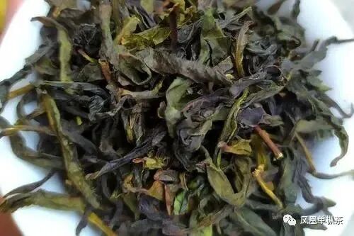 钦典茶人--凤凰单丛多少钱一斤