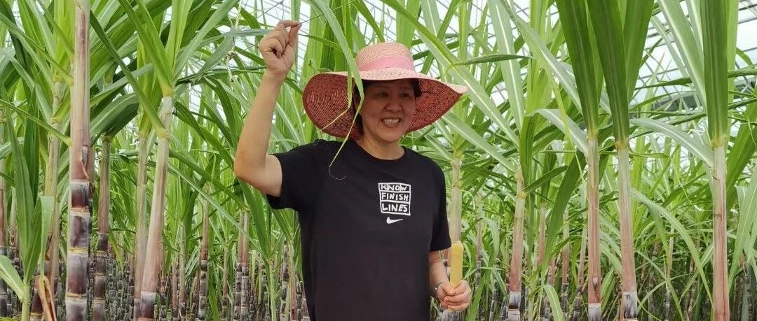 “十一”假期，郎平来天津采摘！还有这些地方持续火爆！