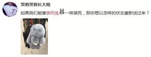 风靡西安孩子圈的“装死兔”——哥本哈根小兔子-凉生网络工作室