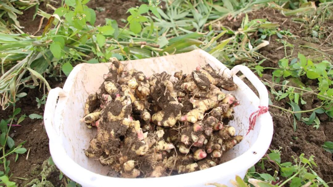 开阳龙岗镇挖出土疙瘩收获好姜来