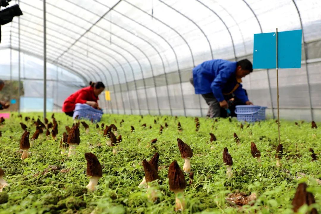 开阳县冯三镇四坪村羊肚菌种植基地迎来首季丰收