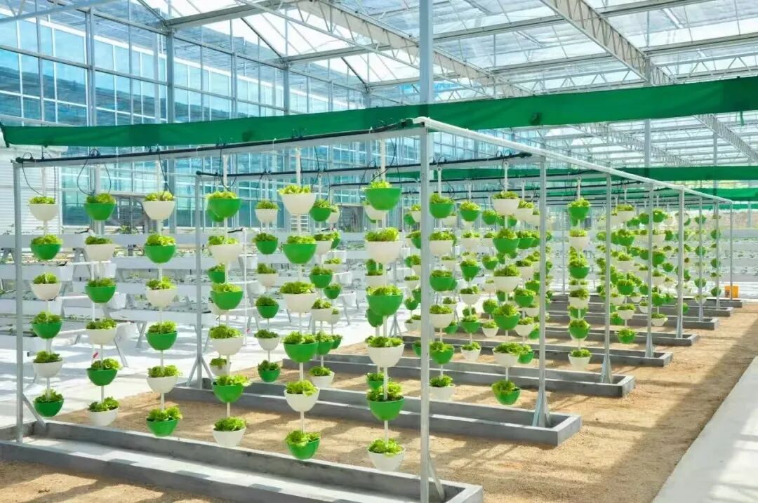 德赢AC米兰官网与钢城区棋山国家森林公园携手合作助力乡村振兴