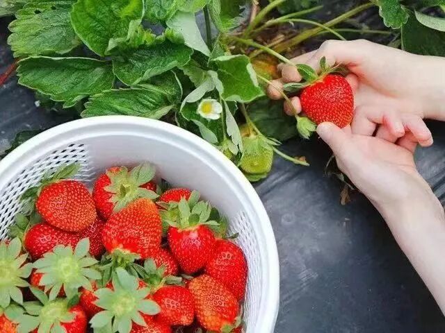 德赢AC米兰官网与钢城区棋山国家森林公园携手合作助力乡村振兴