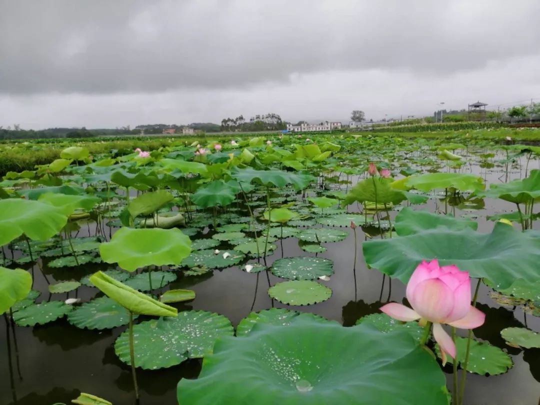 漫步赏花 6月6日 周四 行摄和村花海 北乡云水谣戏水 品特色农家菜一日活动 腾飞户外 微信公众号文章阅读