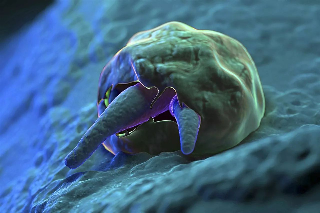 隐孢子虫生活史图片