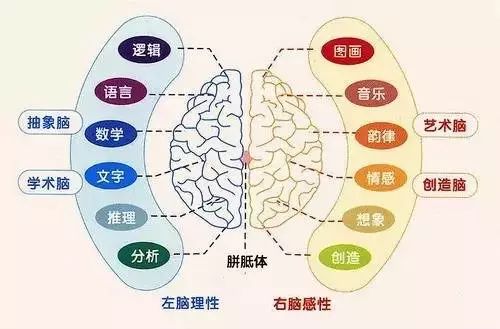 什么是全脑开发？全脑开发有什么好处？这篇文章告诉你！