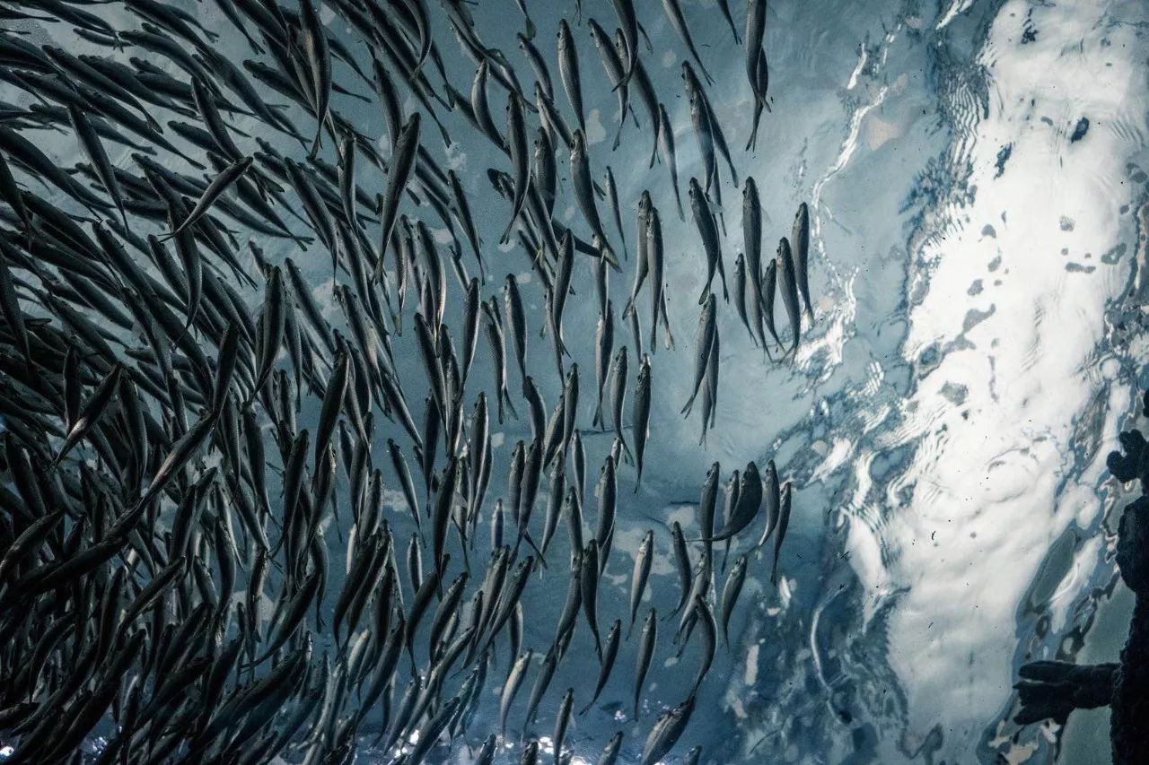 海洋盛宴丨現場拆解大目金槍,生拌頂級挪威三文魚,槍魷遇上金湯過橋百