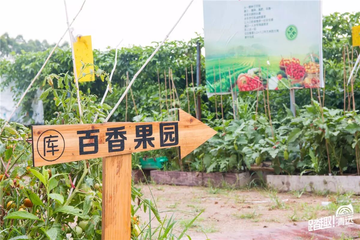 百香果采摘园 视线离开农庄, 瞬间一片整齐的绿