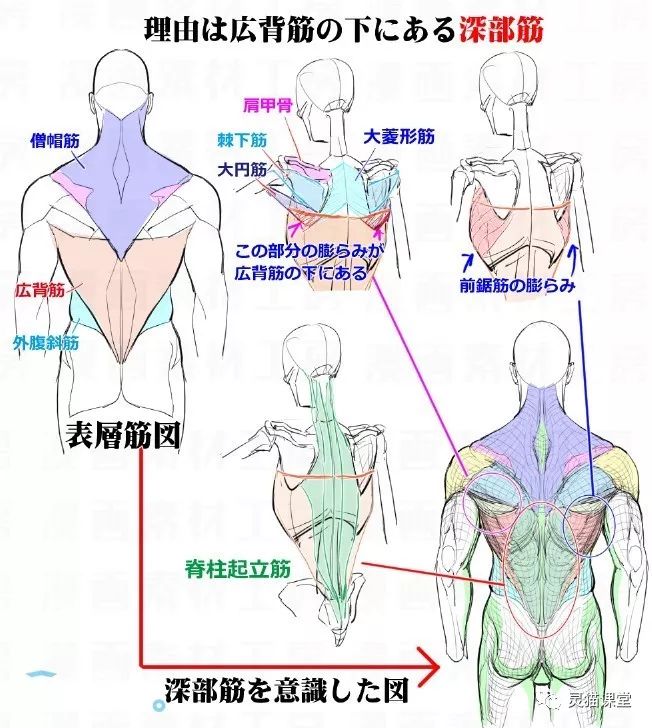 灵猫课堂 日文生肉 实用漫画技法教程 以及一些实用冷知识 灵猫社区 微信公众号文章阅读 Wemp