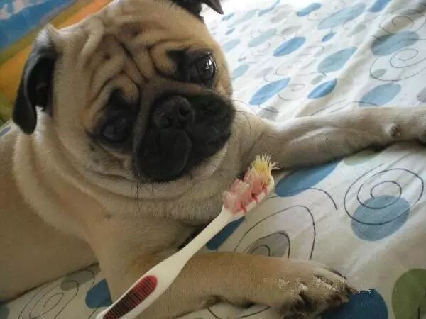 晚上不想刷牙………