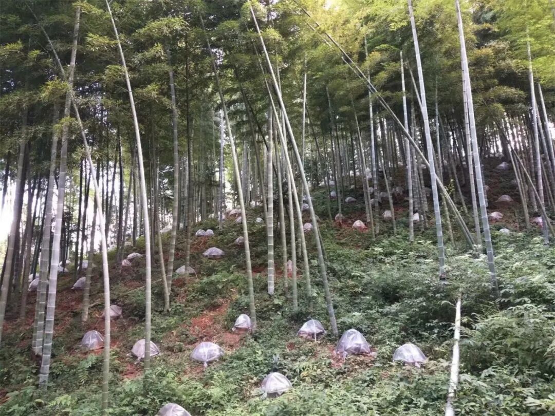 通过农户申请以及对种植整体环境的综合检测,龙游竹林灵芝扩大栽培