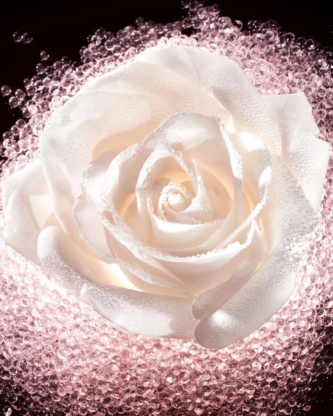 dior迪奥,dior迪奥 花秘匠心二十年