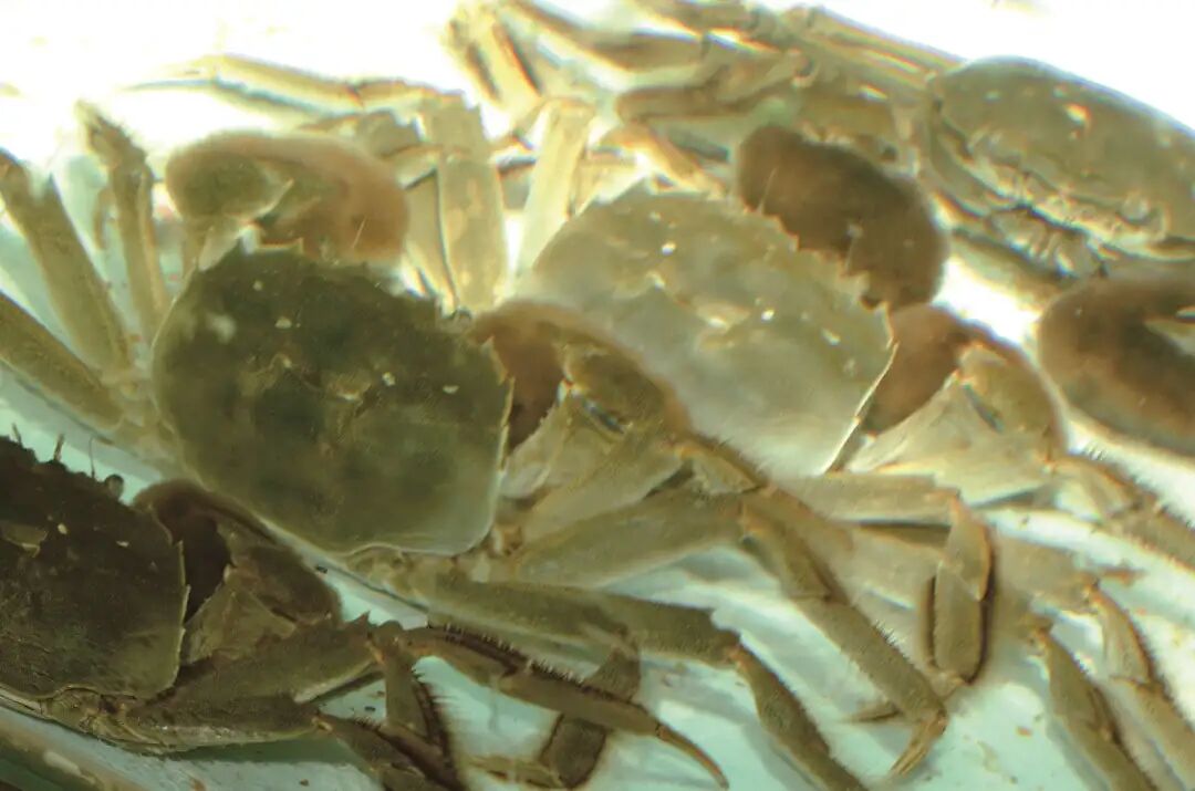 汾湖蟹.图源 嘉兴农渔站