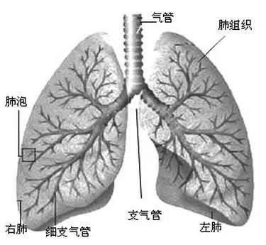 为什么称肺纤维化为慢性癌症 间质肺 微信公众号文章阅读 Wemp