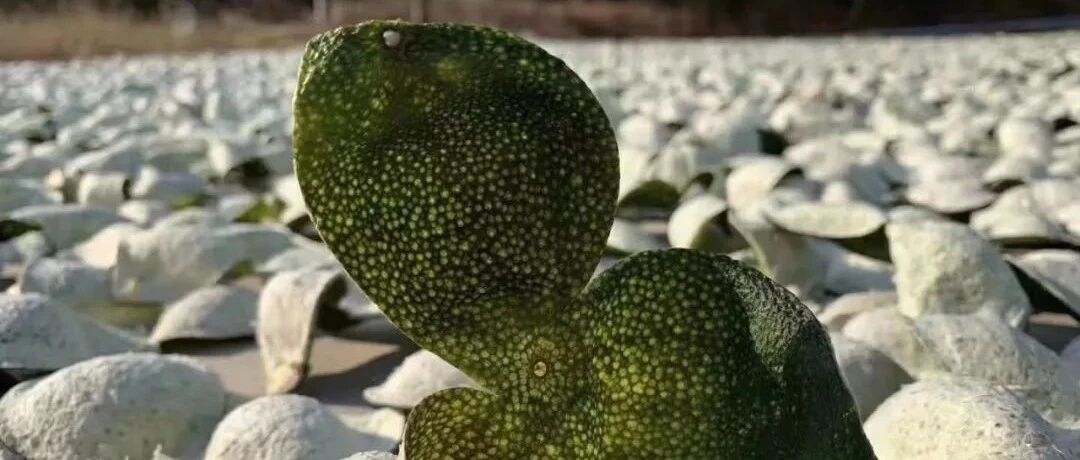 青皮不常用，但是很有用，值得您入手收藏。