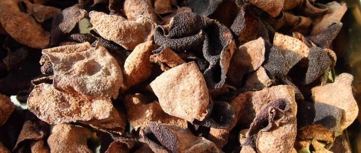 有胃肠病问题的，可日常饭后喝杯陈皮水调理。