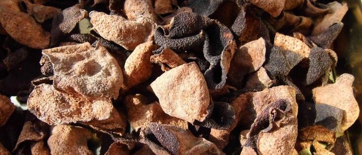 胃泛酸，日常饭后喝杯陈皮水