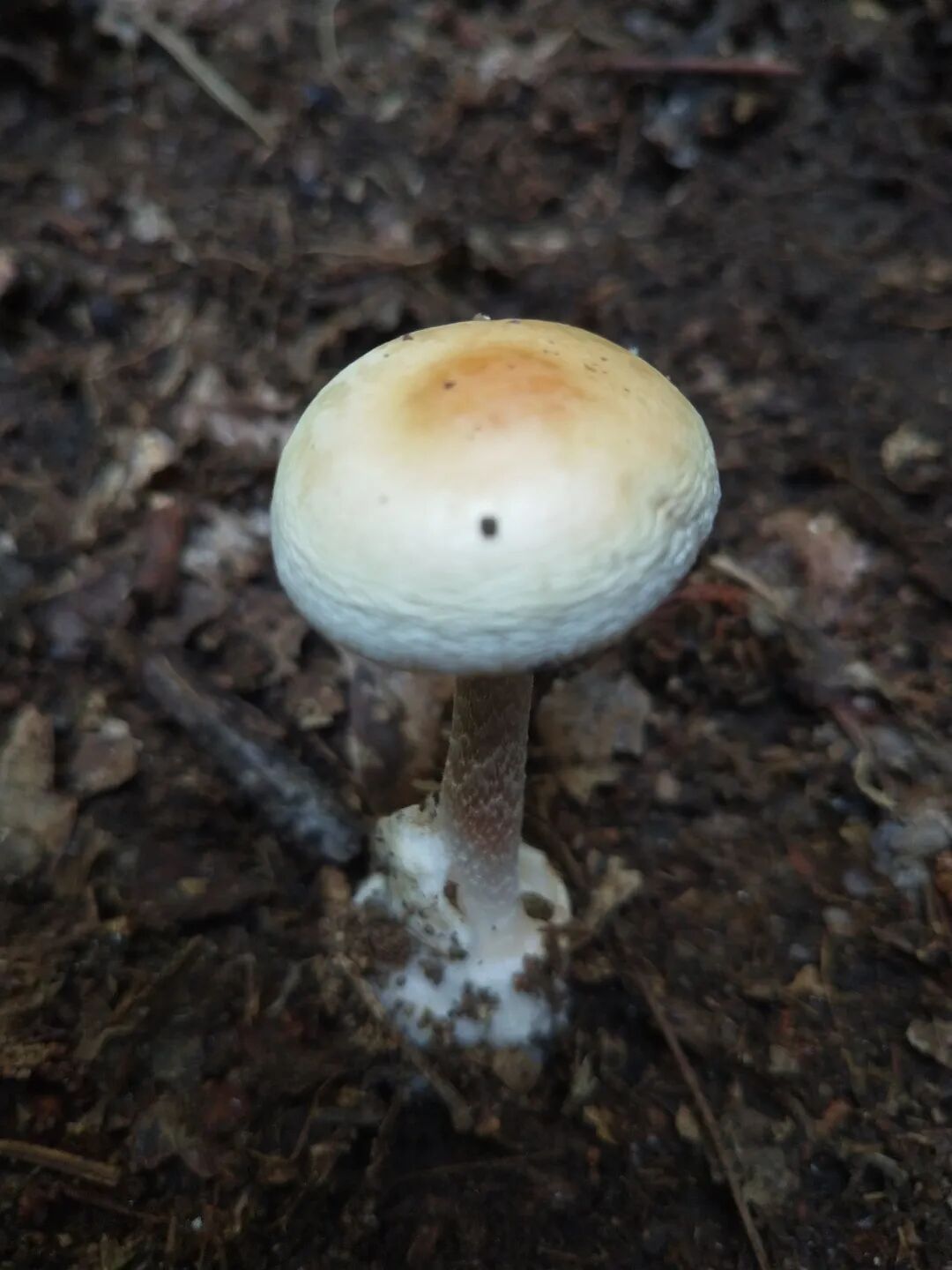 假淡红鹅膏分布于我国西南,华中和华东地区(贵州,云南,湖北,台湾),9