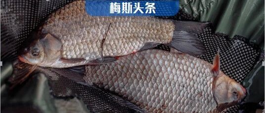 餐桌上的烤鱼竟有医学妙用？不仅能治疗烧伤，还能用于重塑阴道？