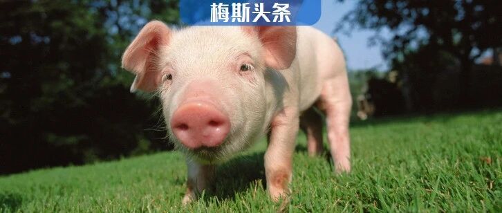 世界首次！美国成功将“猪心”移植给活人，异种移植为什么选猪呢？