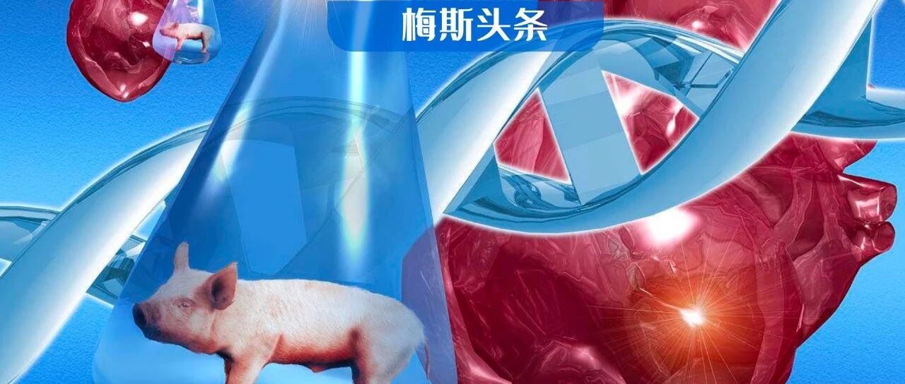 世界首例猪肾移植到人体，暂未发现排斥反应！异种移植成真了？