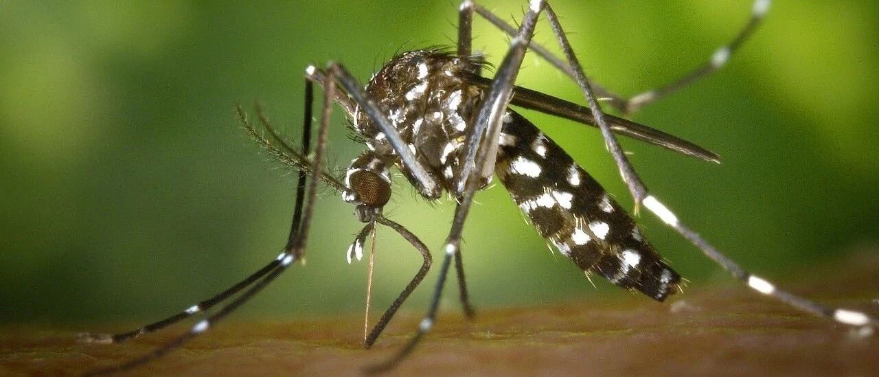 新发现：被蚊子咬一口，居然会中风！