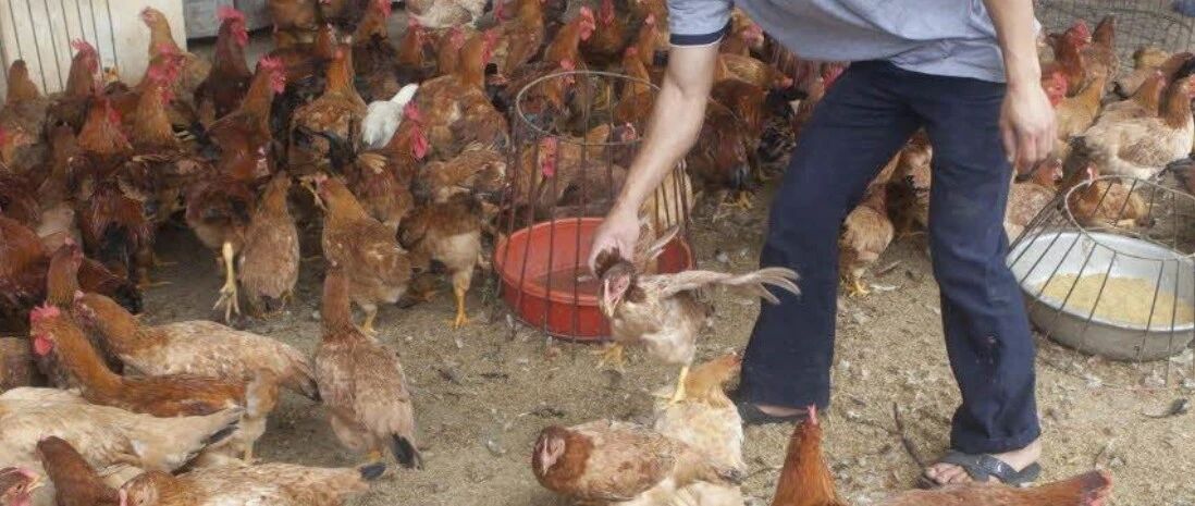 美国、加拿大暴发沙门氏菌感染，它是导致腹泻的重要元凶！