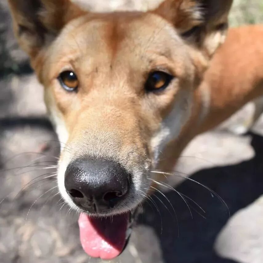 狗年吉祥物Dingo大科普：你知道这种澳洲野犬是什么狗吗？ - 2