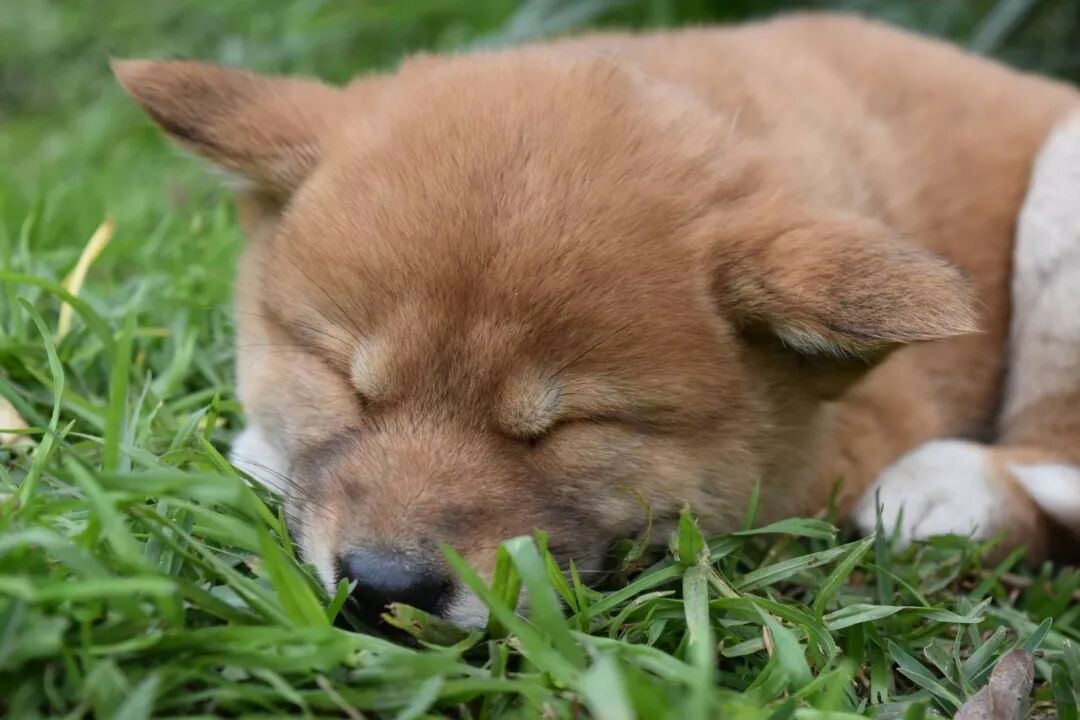 狗年吉祥物Dingo大科普：你知道这种澳洲野犬是什么狗吗？ - 1