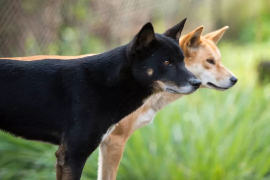 狗年吉祥物Dingo大科普：你知道这种澳洲野犬是什么狗吗？ - 12