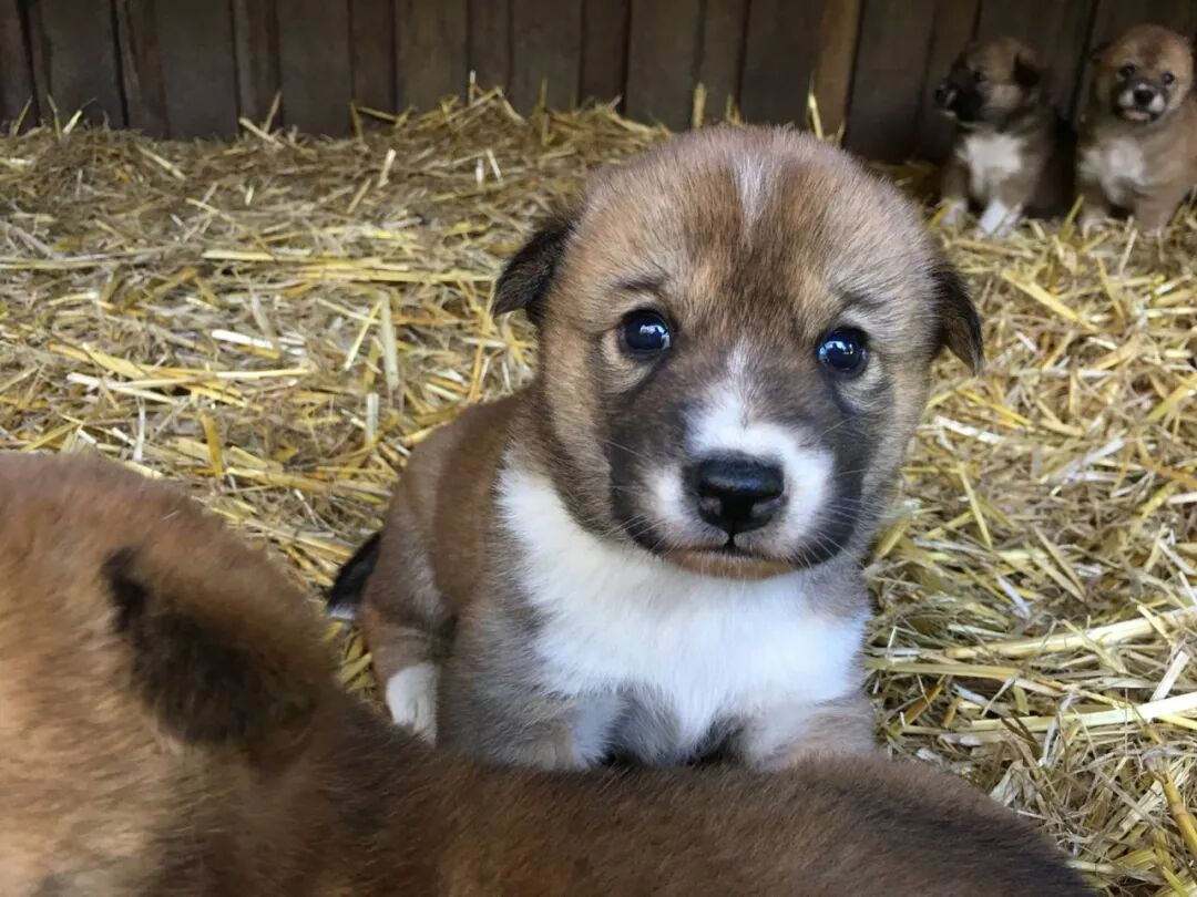 狗年吉祥物Dingo大科普：你知道这种澳洲野犬是什么狗吗？ - 17