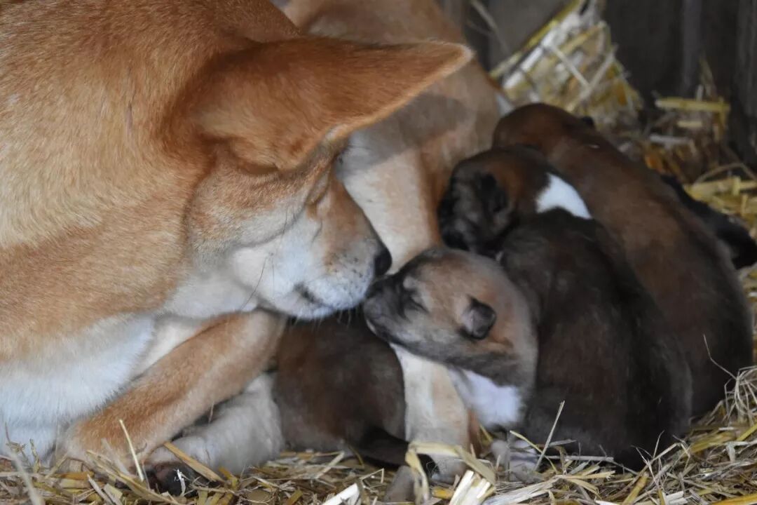 狗年吉祥物Dingo大科普：你知道这种澳洲野犬是什么狗吗？ - 9