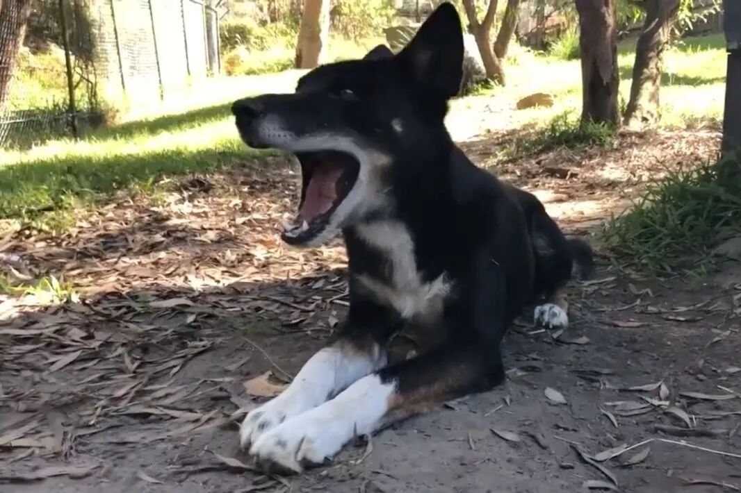 狗年吉祥物Dingo大科普：你知道这种澳洲野犬是什么狗吗？ - 8