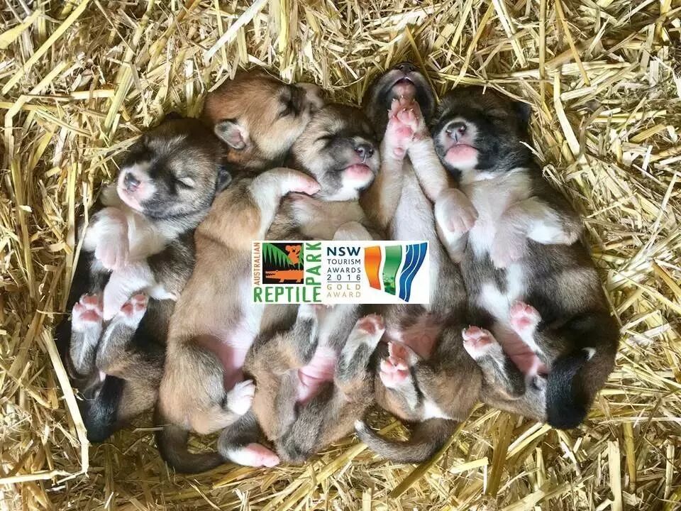 狗年吉祥物Dingo大科普：你知道这种澳洲野犬是什么狗吗？ - 16