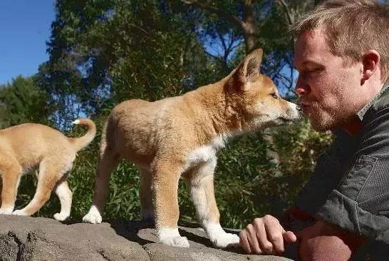 狗年吉祥物Dingo大科普：你知道这种澳洲野犬是什么狗吗？ - 6