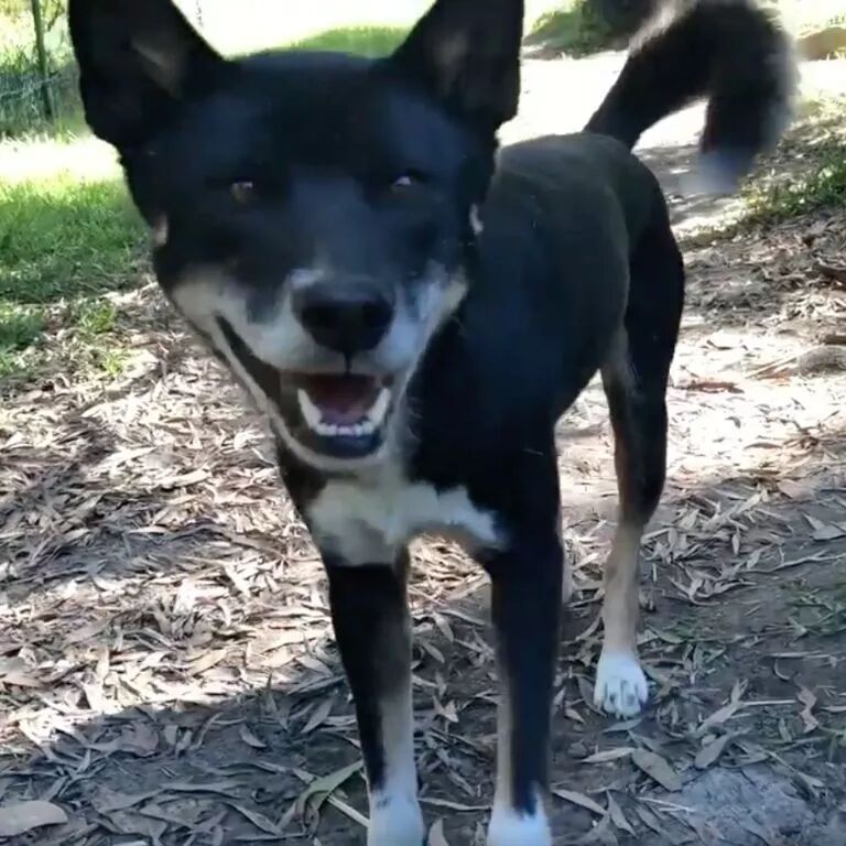 狗年吉祥物Dingo大科普：你知道这种澳洲野犬是什么狗吗？ - 3